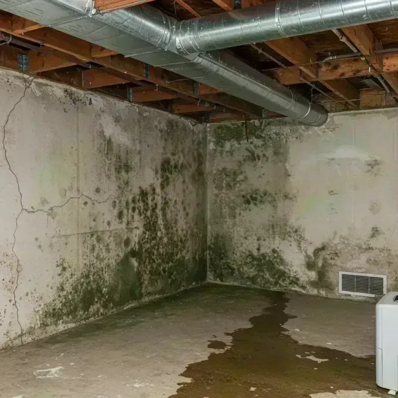 Professional Mold Removal in Columbine Valley, CO